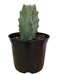 Stenocereus Pruinosus 6" - Cactus en ligne