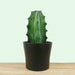 Stenocereus Pruinosus - Cactus en ligne