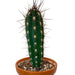 Stetsonia Coryne - Cactus en ligne