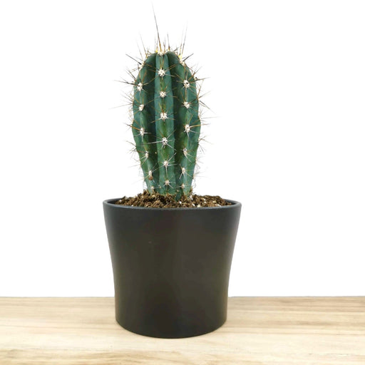 Stetsonia Coryne - Cactus en ligne