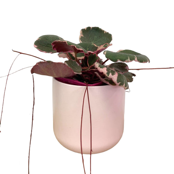 Strawberry begonia - Cactus en ligne