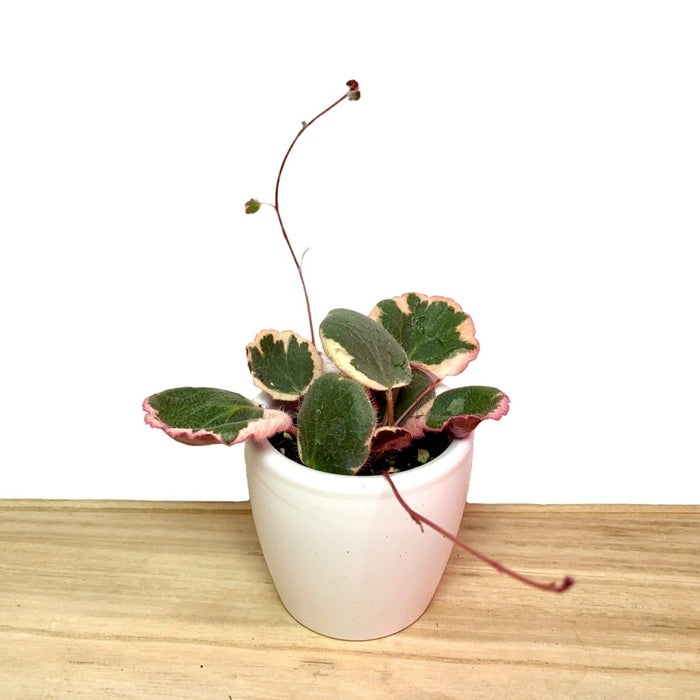 Strawberry Begonia - Saxifrage stolonifera - Cactus en ligne