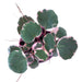 Strawberry begonia - Cactus en ligne