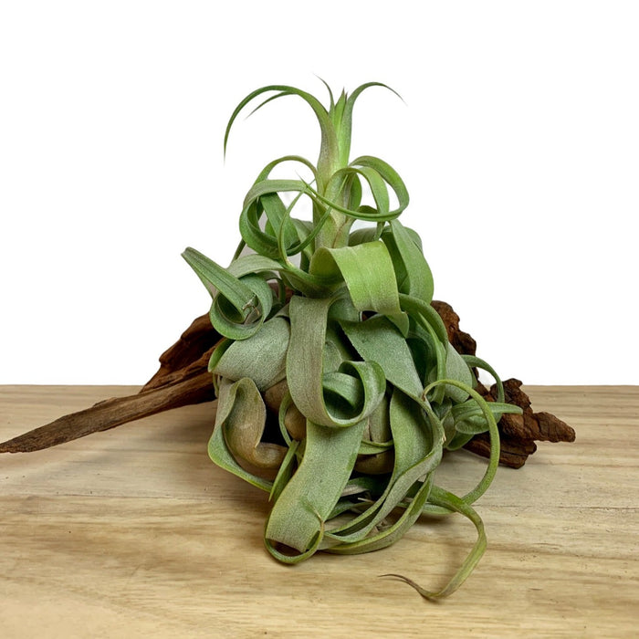 air plant streptophylla Tilllandsia Streptophylla Curly Air Plant — Cactus en Ligne