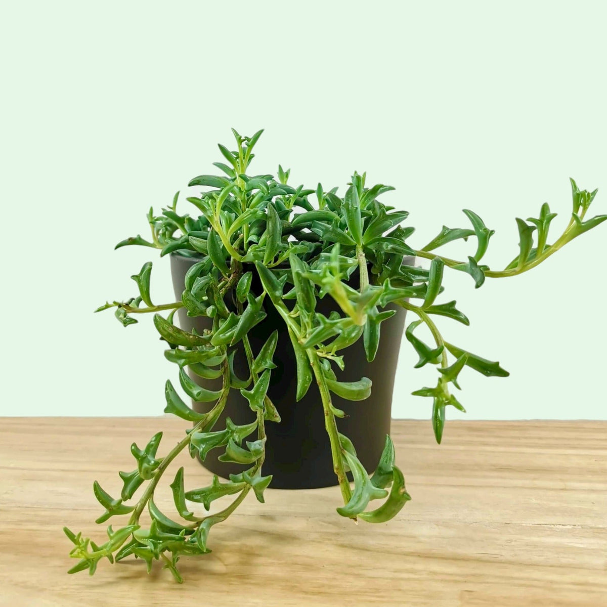 is string of dolphins a succulent Senecio Peregrinus 'String of Dolphins' — Cactus en Ligne