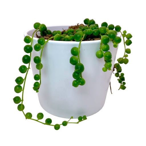 Senecio Rowleyanus String of Pearls 4" - Cactus en ligne