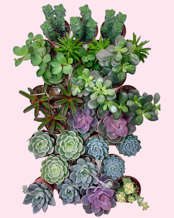 bulk succulent trays Assorted Succulent Tray (15)
