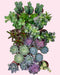 Assorted Succulent Tray - Cactus en ligne