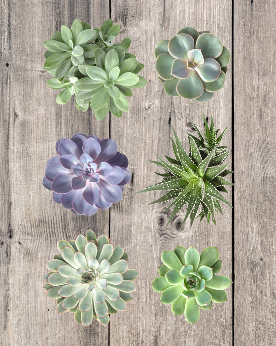 Sweet Succulents 6-Pack