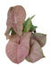 Syngonium Nephthytis Rose - Cactus en ligne