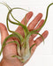 Tillandsia Caput Medusae Large - Cactus en ligne