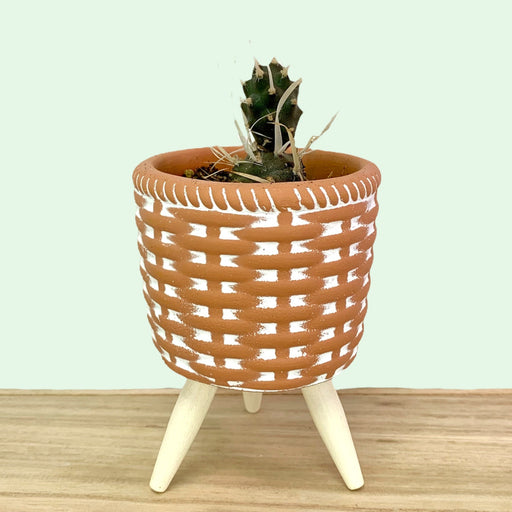 Paper spine cactus 2.5" - Cactus en ligne