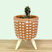 Paper spine cactus - Cactus en ligne