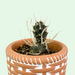 Paper spine cactus 2.5" - Cactus en ligne