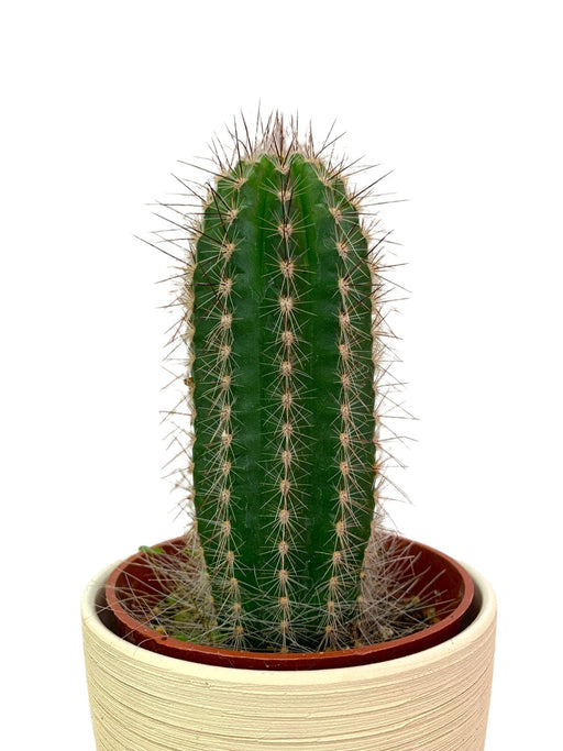 Thrixanthocereus - Cactus en ligne