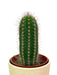 Thrixanthocereus - Cactus en ligne