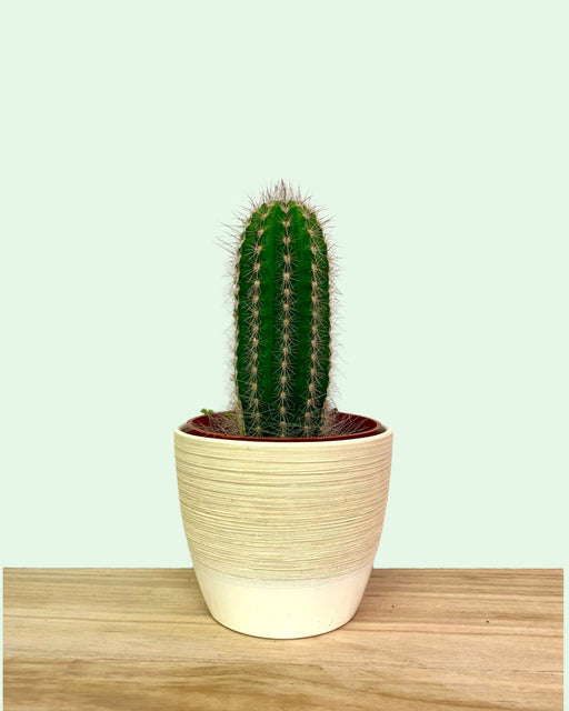 Thrixanthocereus - Cactus en ligne