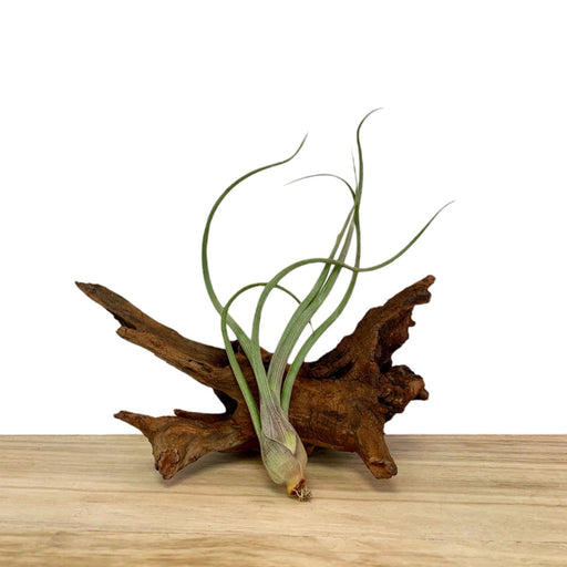 Tillandsia Baileyi - Cactus en ligne