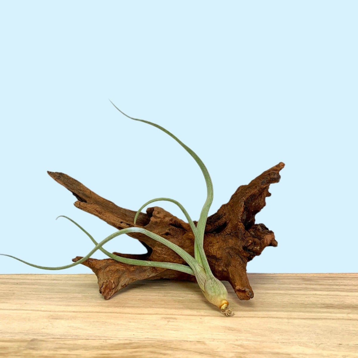 Tillandsia Baileyi de DIXIE STORE, vraie plante aérienne sans racines,  environ de 9 cm de hauteur, non-toxic pour chats et chiens