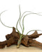 Tillandsia Butzii - Cactus en ligne