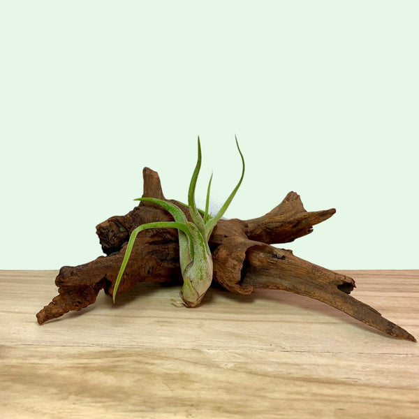 Tillandsia Caput Medusae — Cactus en Ligne