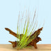 Tillandsia Festucoides - Cactus en ligne