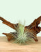 Tillandsia Fuchsii var Gracilis - Cactus en ligne