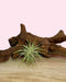 Tillandsia Ionantha - Cactus en ligne