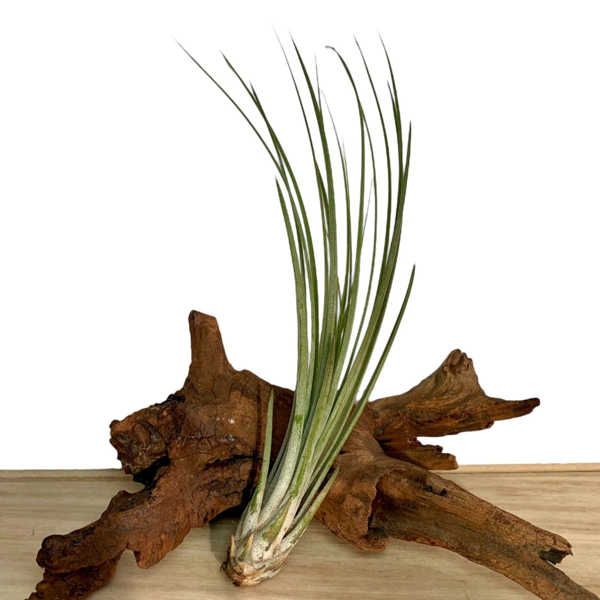 Tillandsia Juncea — Cactus en Ligne