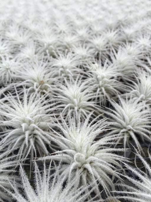 Tillandsia Tectorum - Cactus en ligne