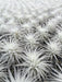 Tillandsia Tectorum - Cactus en ligne