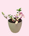 Tradescantia Fluminensis Tricolor - Cactus en ligne