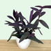 Tradescantia Setcreasea 'Purple Heart' - Cactus en ligne