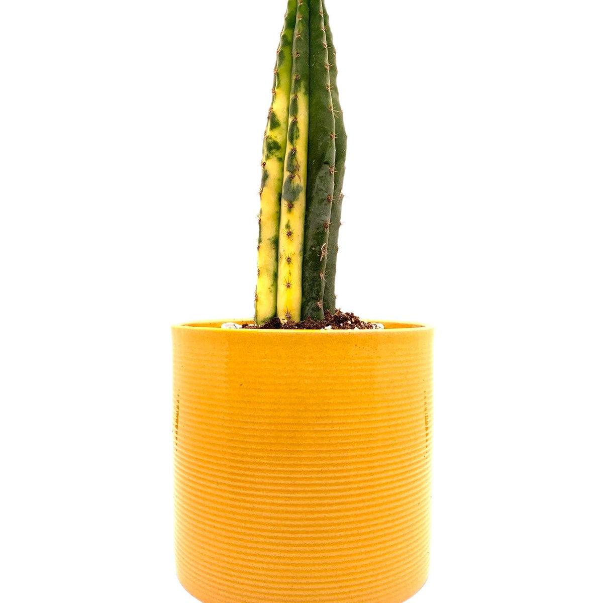 san pedro cactus yellowing Trichocereus Pachanoi 'San Pedro' Variegata — Cactus en Ligne
