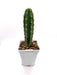 Trichocereus Peruvianus - Peruvian Torch 4'' - Cactus en ligne
