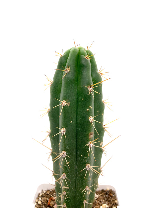san pedro cactus vs. peruvian torch Trichocereus Peruvianus