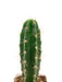 Trichocereus Peruvianus - Peruvian Torch 4'' - Cactus en ligne