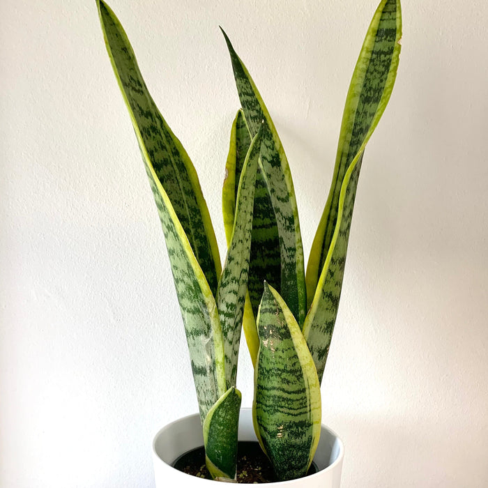 sansevieria cactus Sansevieria Laurentii — Cactus en Ligne