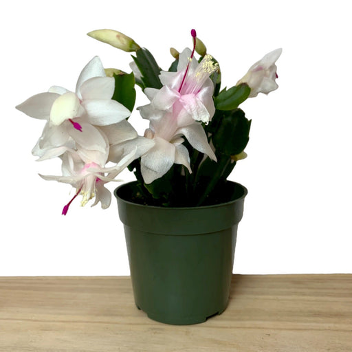 Schlumbergera Truncata (Christmas Cactus) 4" - Cactus en ligne