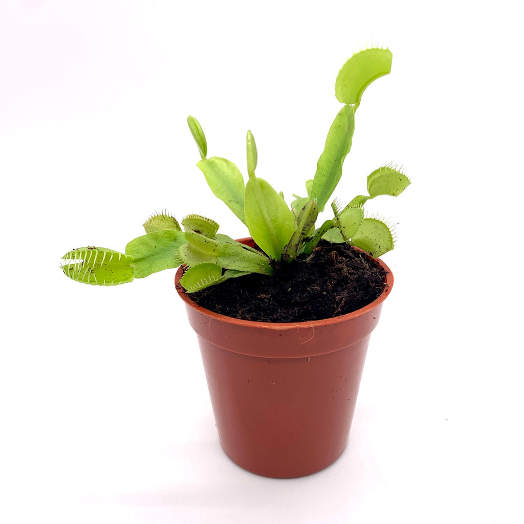 is cactus soil good for venus fly trap Dionaea Muscipula (Venus fly trap) — Cactus en Ligne