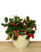 Gualtheria Winterberry - Cactus en ligne