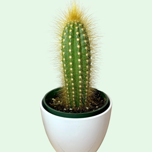 Espostoa Guentheri Wooly Cactus - Cactus en ligne