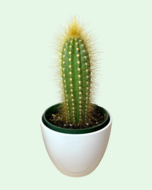 Espostoa Guentheri Wooly Cactus - Cactus en ligne