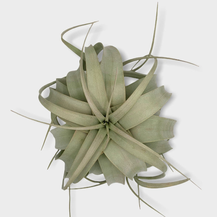 Tillandsia Xerographica - Cactus en ligne