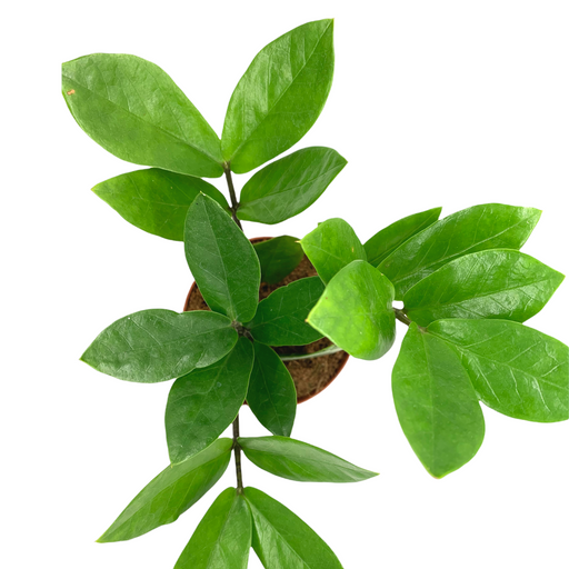 Zamioculcas Zamiifolia - Cactus en ligne