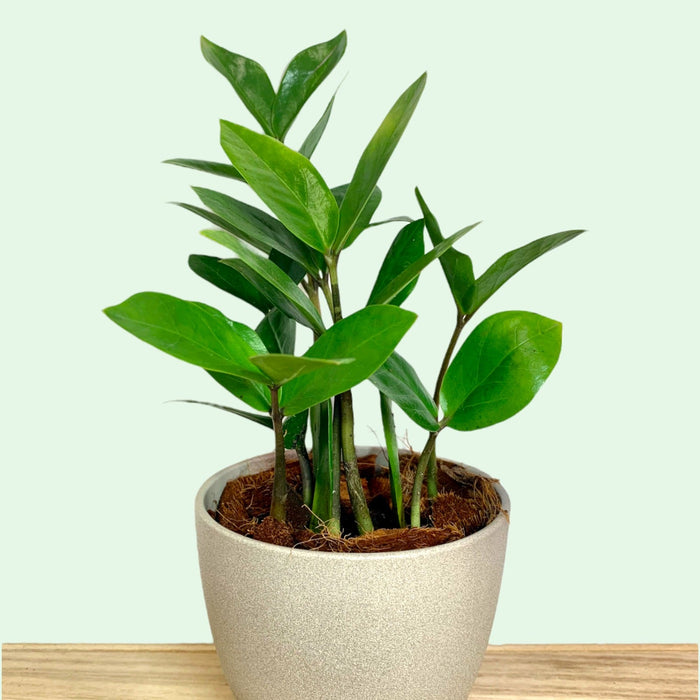 zz plante entretien Zamioculcas zamiifolia ZZ plant — Cactus en Ligne