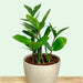 Zamioculcas Zamiifolia 'ZZ plant' - Cactus en ligne