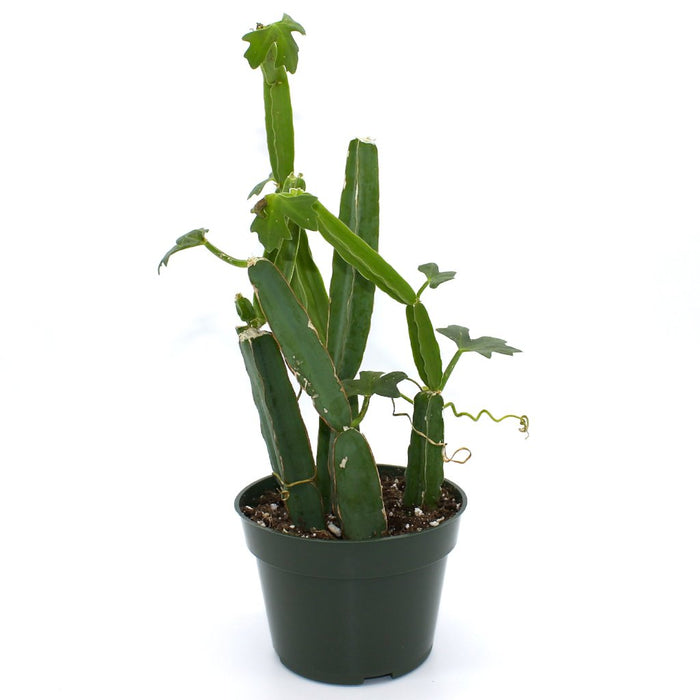 Cissus Quandrangularis 4'' - Cactus en ligne
