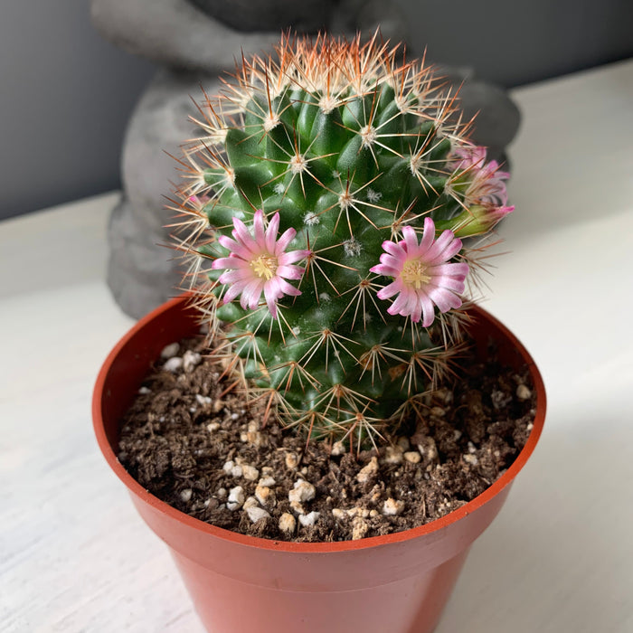 Mammillaria Ernestii - Cactus en ligne