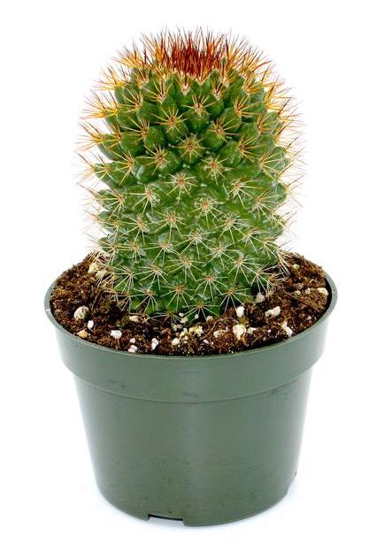 Cactus sp3 - Cactus en ligne
